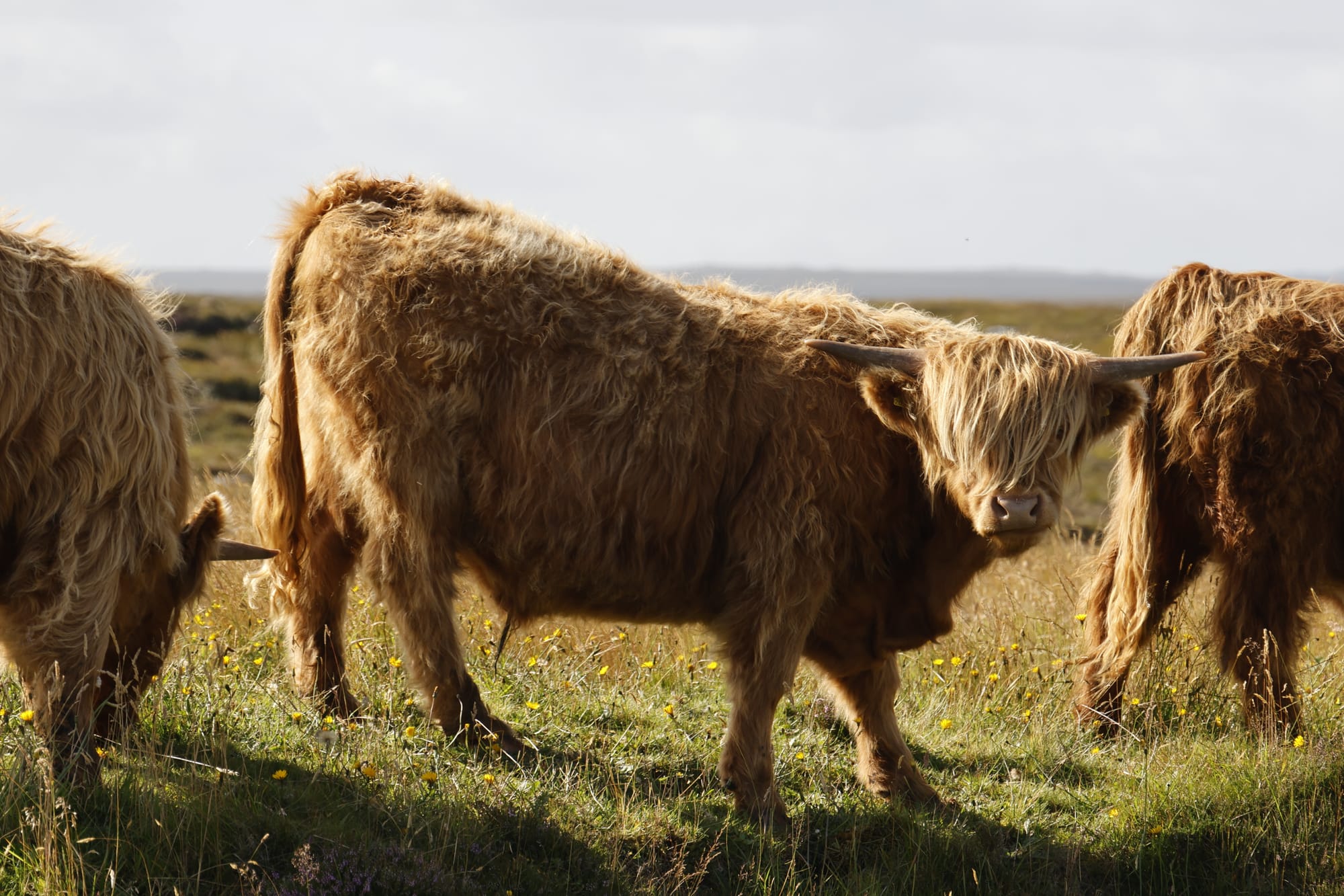 Vache Highland Cow