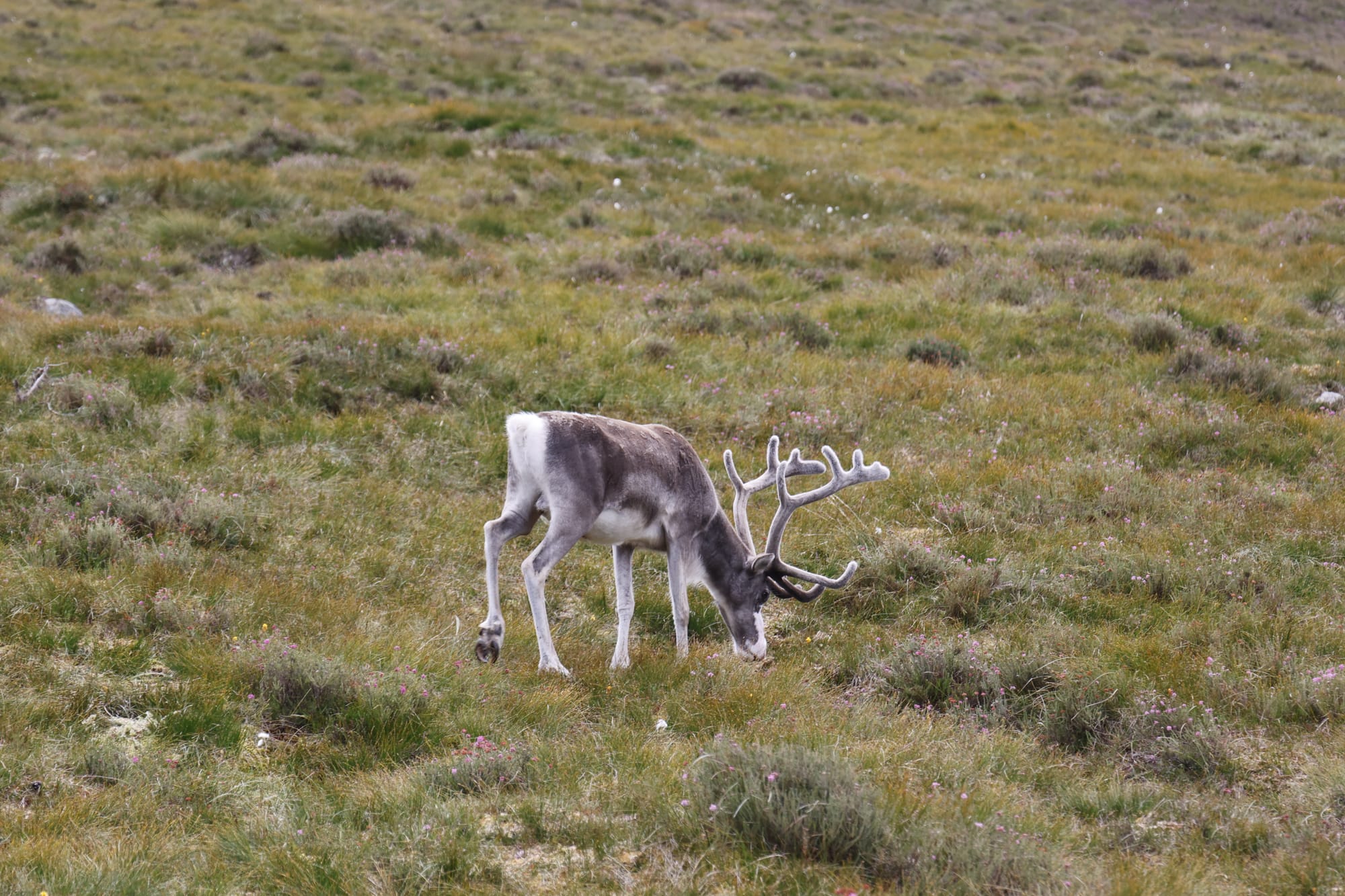 Cairngorm Reindeer Herd