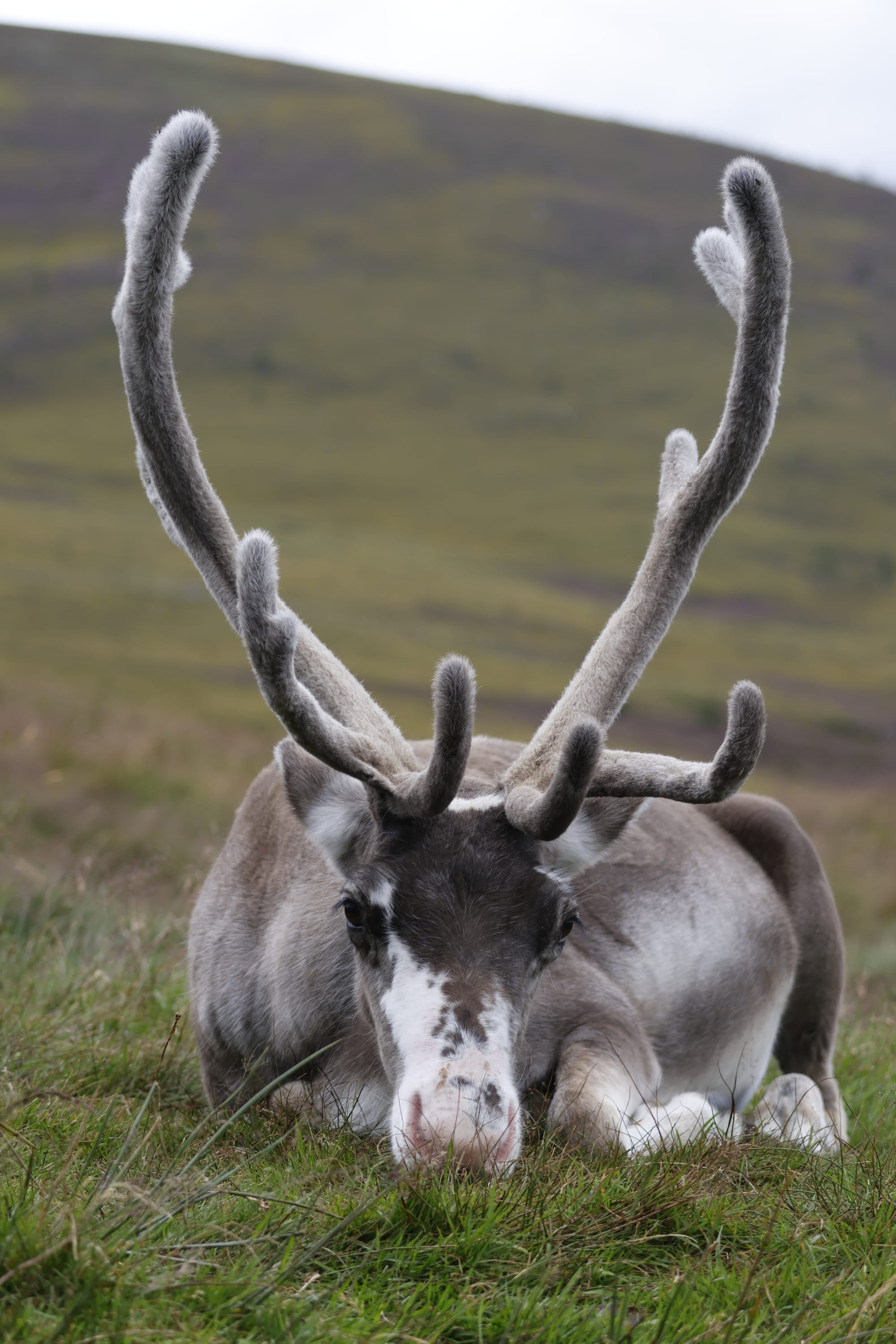 Cairngorm Reindeer Herd